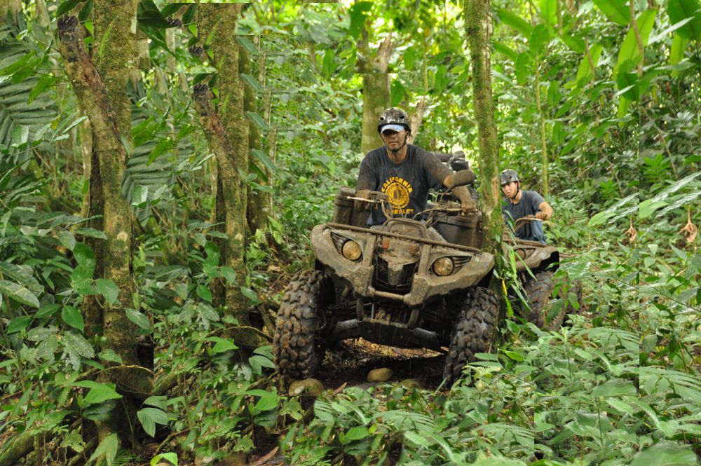 ATVs in forest