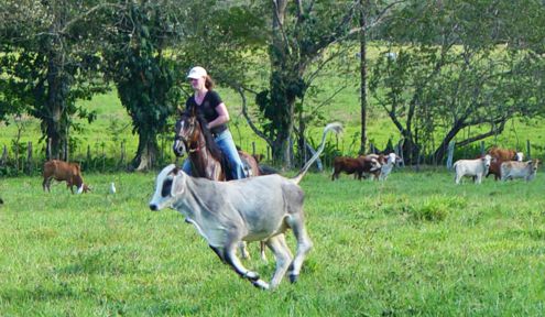 Horseback for Experienced Riders - chasing calves in open pasture