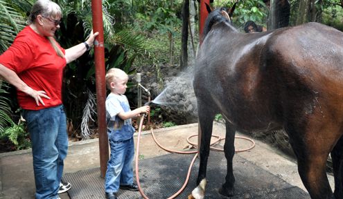 Horseback for beginners