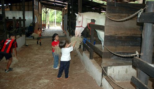 Horseback for beginners