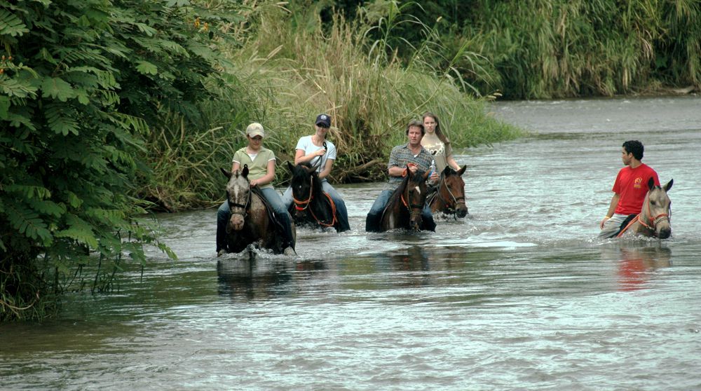 horses